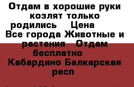 Отдам в хорошие руки козлят.только родились. › Цена ­ 20 - Все города Животные и растения » Отдам бесплатно   . Кабардино-Балкарская респ.